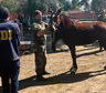 Robaron caballos de polo de un establecimiento y los investigadores descubrieron algo macabro