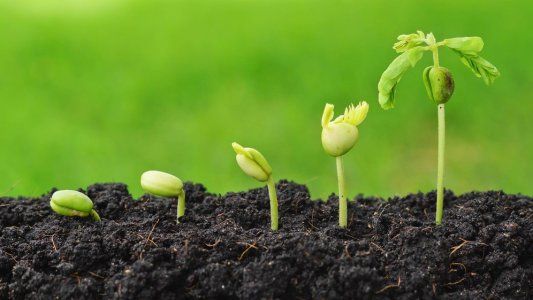 ¿Cómo germinar semillas?