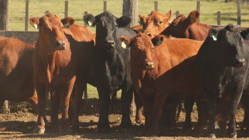 Más fuego amigo: Entre Ríos se sumó al rechazo del cierre de las exportaciones de carne