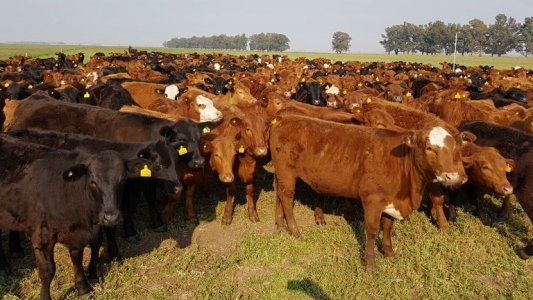 Robo de vacunos: Luis Magliano, imputado y afuera de la Rural de Jesús María