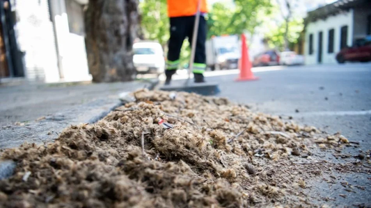 Primavera: cómo se llama el árbol de las pelusas que contagia la alergia