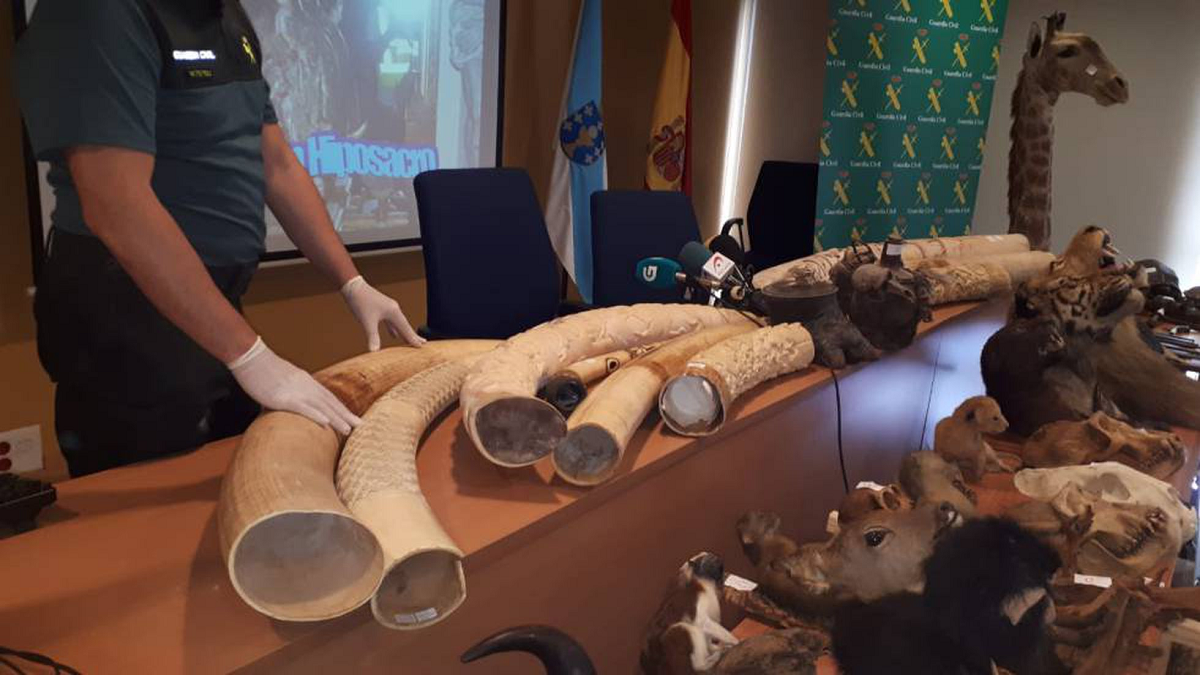 El empresario tenía dueño del museo clandestino de animales en España 198 colmillos de marfil de elefantes, algunos exhibidos, otros en guardados en cofres. También incautaron once pieles de leopardo y ocho ejemplares completos del animal.