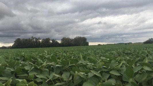 Lluvias: alerta por posibles complicaciones para la soja