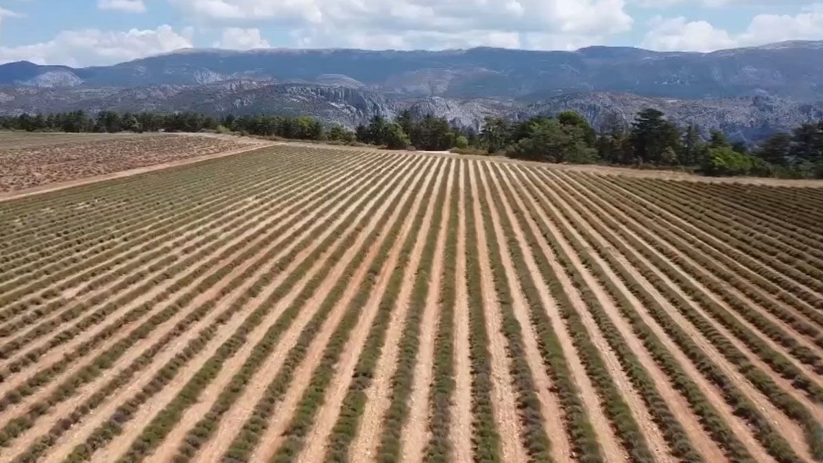 Muchos cultivos en Europa se pierden por la falta de riego por la sequía (Foto: Euronews)