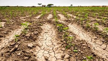 Beneficios fiscales y financieros para productores afectados por la sequía