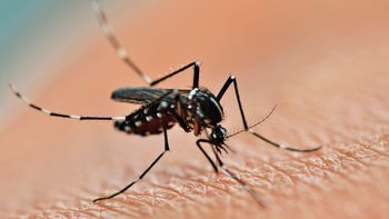 El Ministerio de Salud emitió una alerta por casos de dengue: ¿a qué estar atentos?