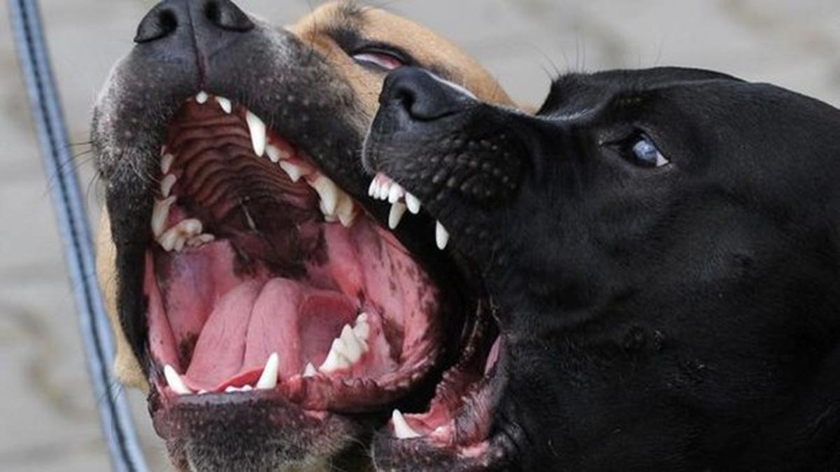 Un hombre fue condenado a seis años y medio de prisión porque sus perros mutilaron a otro hombre