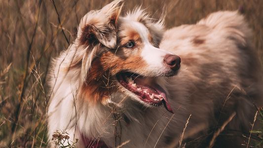 Día del animal, 29 de abril: Por qué se celebra en Argentina