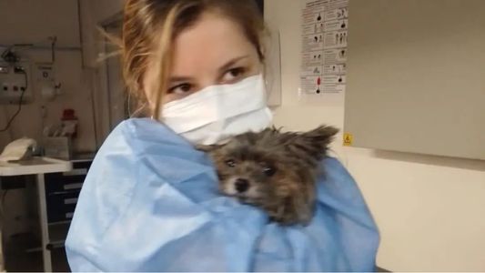 Padeció el incendio de Recoleta, llegó al hospital con su perrita herida y los médicos la salvaron