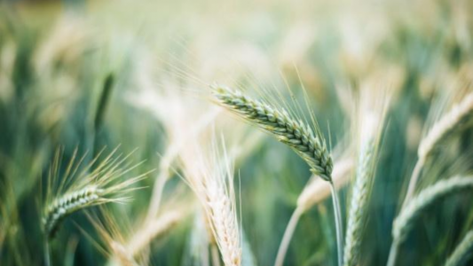 La siembra de trigo en Buenos Aires alcanza al 96% del área prevista y hay preocupación por el clima