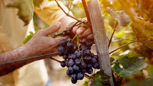 Las PyMES vitivinícolas de La Rioja se están recuperando