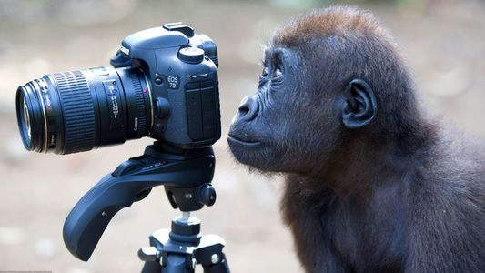 El ranking de los animales más feos del mundo tiene un claro ganador y una sorpresa