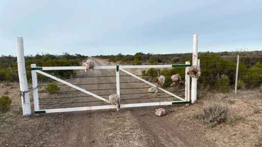 Horror en un campo: robaron borregos y dejaron las cabezas colgadas en la tranquera