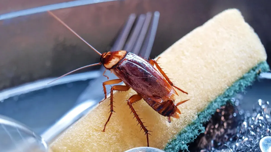 Mostró el truco definitivo para eliminar las cucarachas: ¡Nunca más!