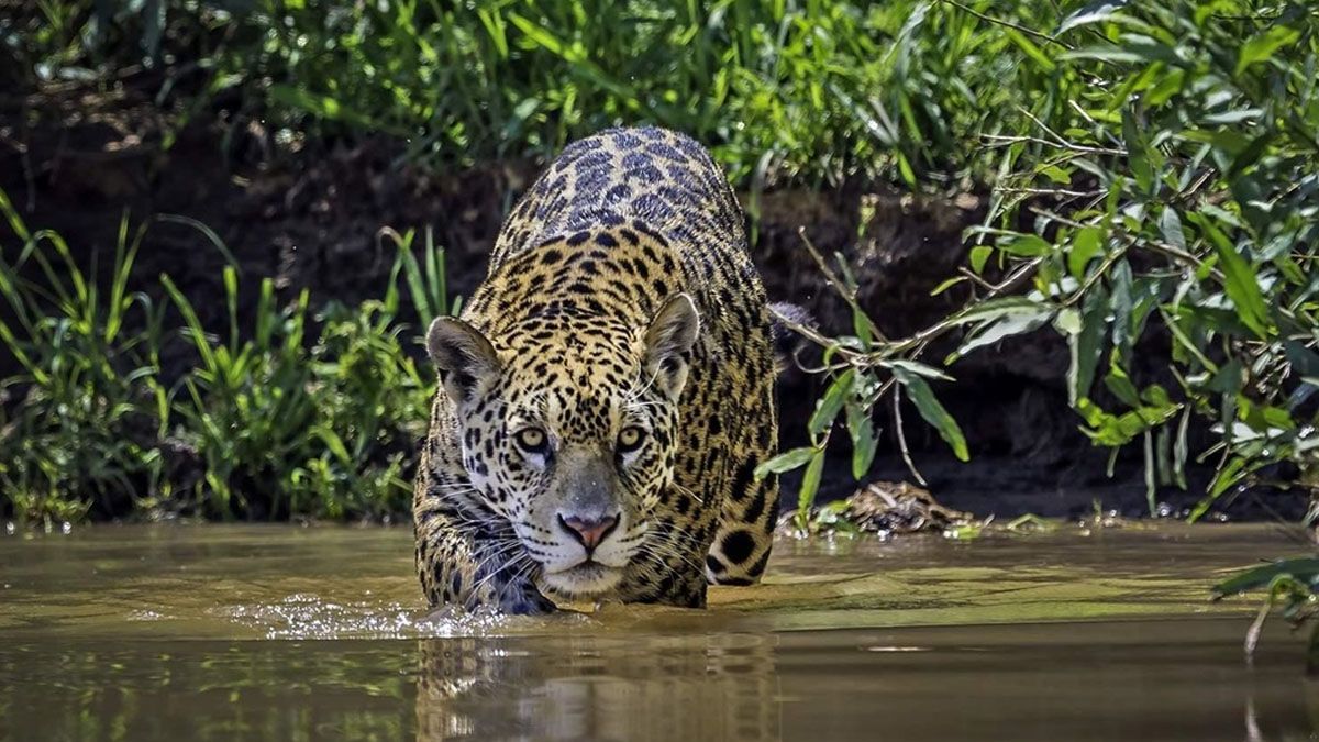 El yaguareté, el felino más grande del continente americano, en peligro de extinción por la depredación del Pantanal. (foto: Gentileza Pew)