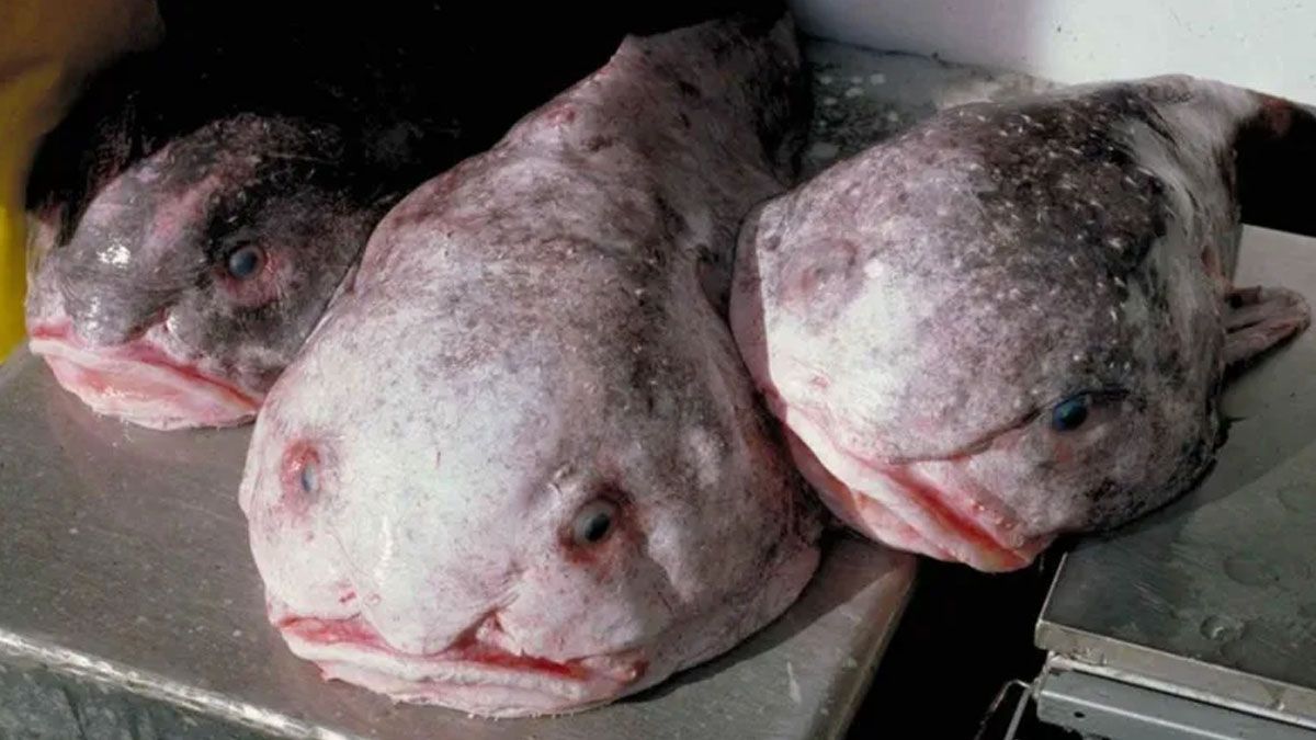 El pez gota, el animal más feo del mundo. (Foto: Gentileza BBC)