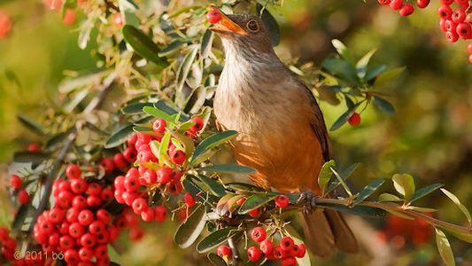Alegría y colores en tu casa: tres consejos para que zorzales, gorriones y horneros visiten tu jardín en primavera