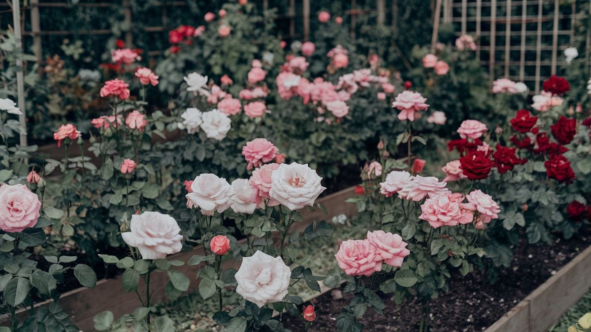El truco casero que hará que tu rosal estalle en flores y se mantenga libre de plagas