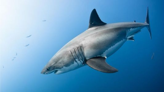 Un tiburón atacó a una nena de 8 años en una playa de Brasil