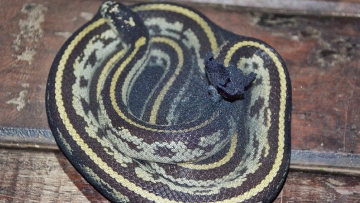Las serpientes estaban envueltas en bolsas. (Foto Gendarmería) Las serpientes estaban envueltas en bolsas. (Foto Gendarmería)