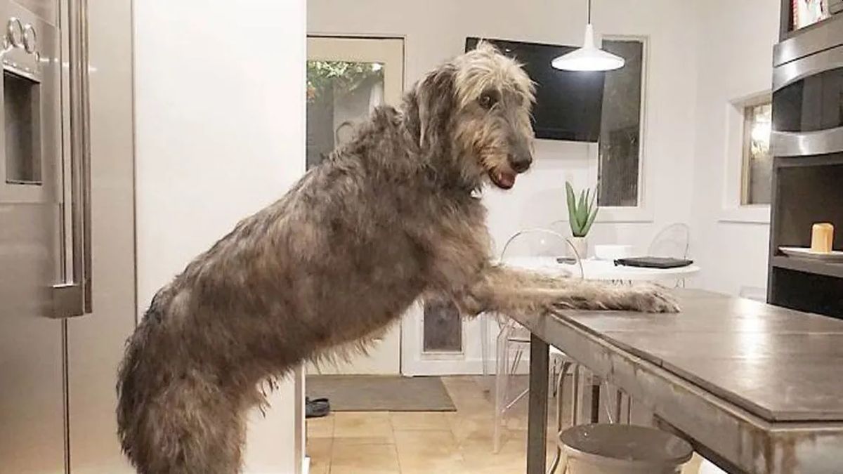 Un dato curioso es que esta raza de perro