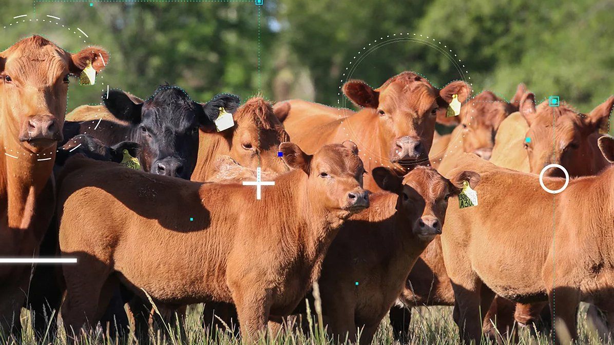 Llega la segunda edición del concurso Agtech Ganadero de la Sociedad Rural