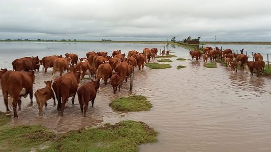 Las inundaciones le pegan al centro oeste bonaerense: la posible solución que involucraría a los productores