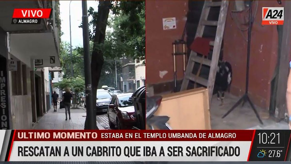 Así evitaron el sacrificio de un chivo y una gallina en un templo umbanda. (Captura de Tv)