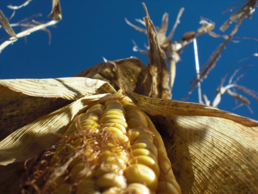 El maíz crece en área de siembra y sigue con su alza productiva. 