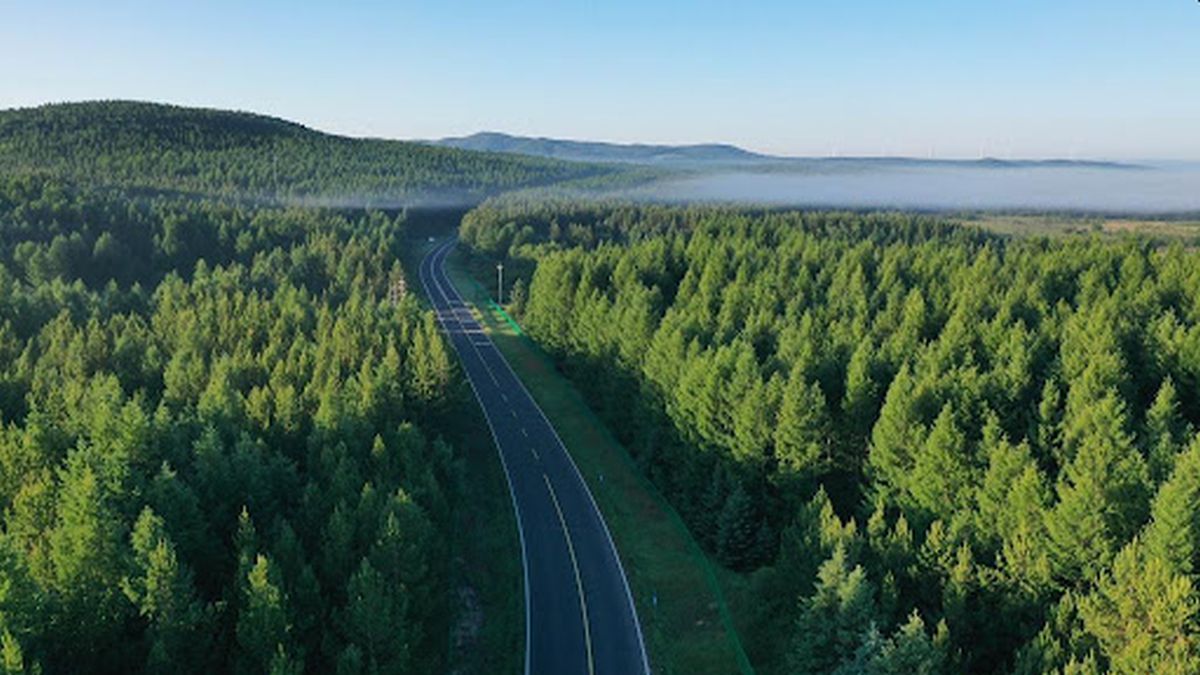 Impresionante así es el bosque artificial más grande del mundo Impresionante así es el bosque artificial más grande del mundo