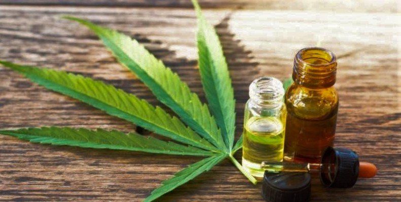 Cannabis medicinal: allanan campo que produce aceite para 300 pacientes