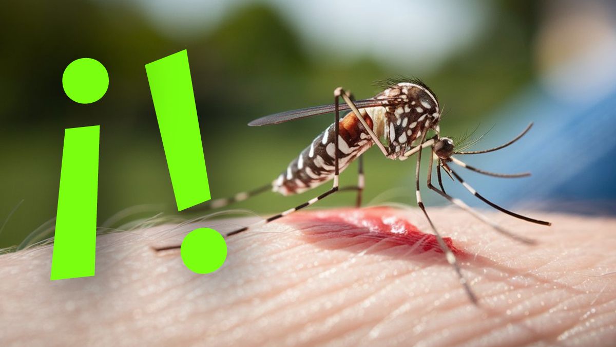 El TRUCO que realmente recomiendan los médicos para evitar los MOSQUITOS en PRIMAVERA ¡Seguro no lo sabías!