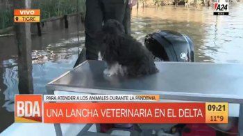 Aún en pandemia, así funciona una lancha veterinaria en el Delta
