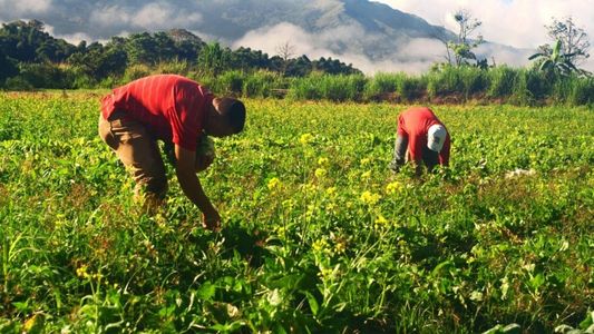 Transformar los sistemas alimentarios para derrotar el hambre
