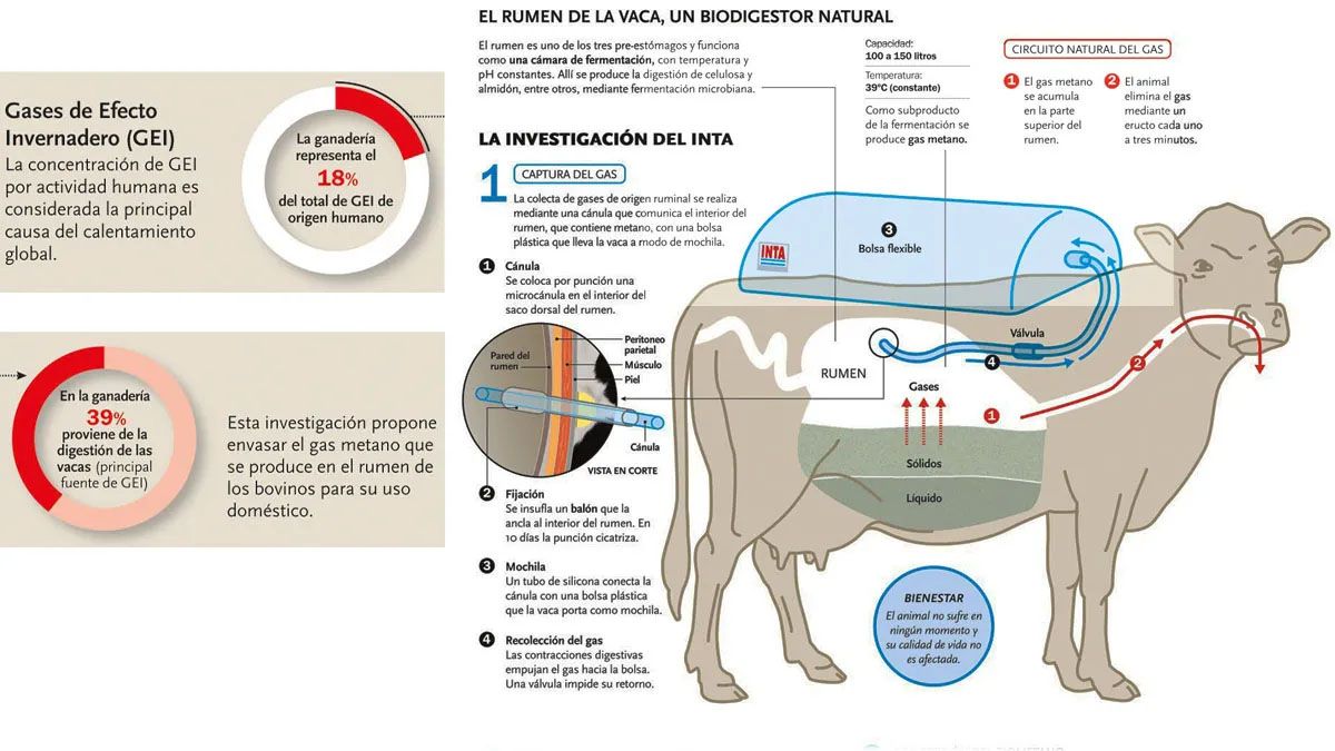 El ganado, produce el 18% de las emisiones que alimentan el efecto invernadero. (Foto: Archivo)