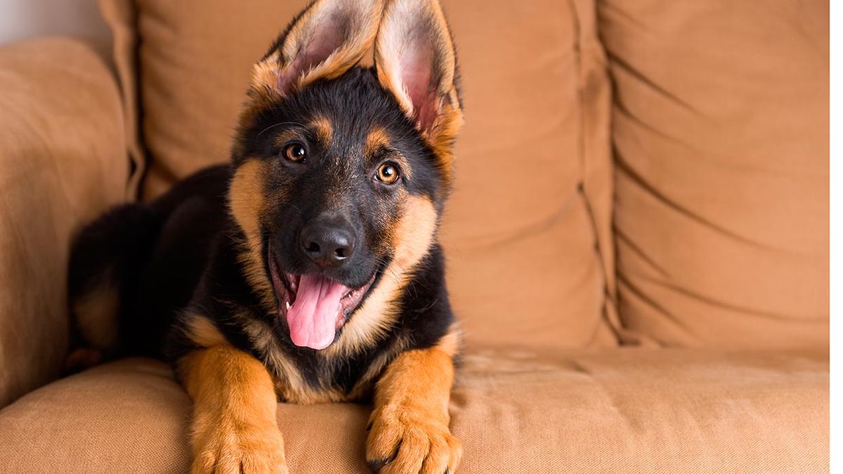 2 De Junio Por Que Se Celebra El Dia Del Perro