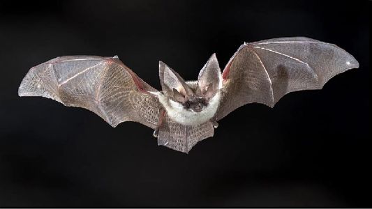 Por qué un murciélago puede provocar otra pandemia que podría llegar a la Argentina