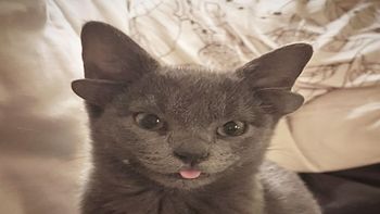 Viral: la gatita de cuatro orejas que es furor en Internet