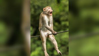 Fascinante: las divertidas fotos finalistas del Comedy Wildlife Photography Awards