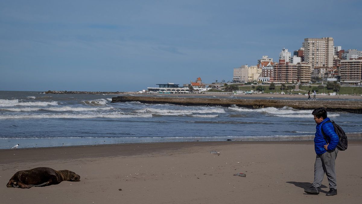 Alerta por más muertes de lobos marinos por brotes de gripe aviar. (Foto: Télam)