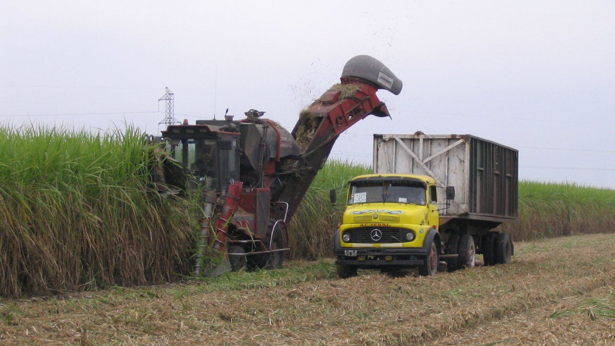 Algunas producciones, como la caña de azúcar, corren serios riesgos por la falta de gasoil: una vez cosechada debe ser procesada en cuestión de horas. 