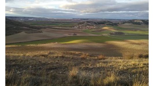 Renault plantará un bosque en Palencia, España