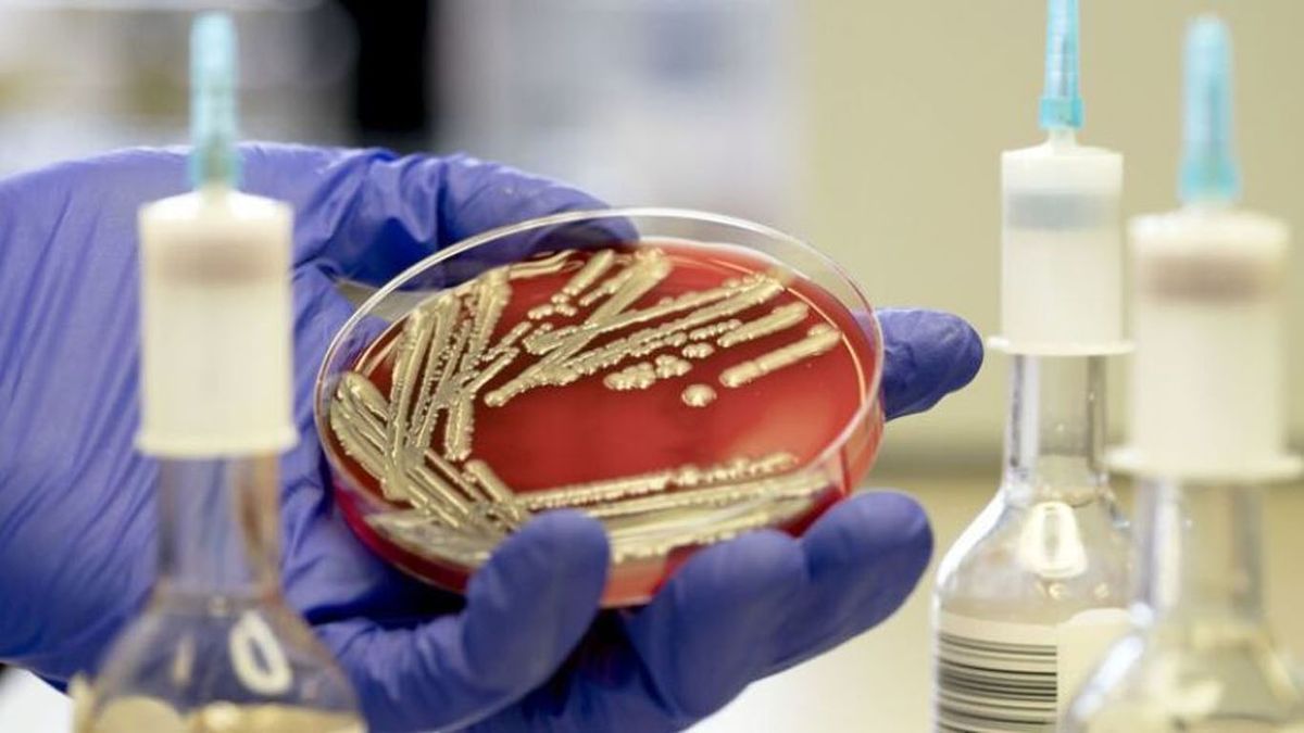 Las superbacterias resistentes a los antibióticos