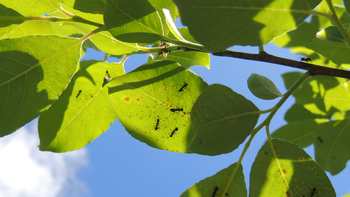 3 trucos infalibles para espantar a las hormigas del jardín