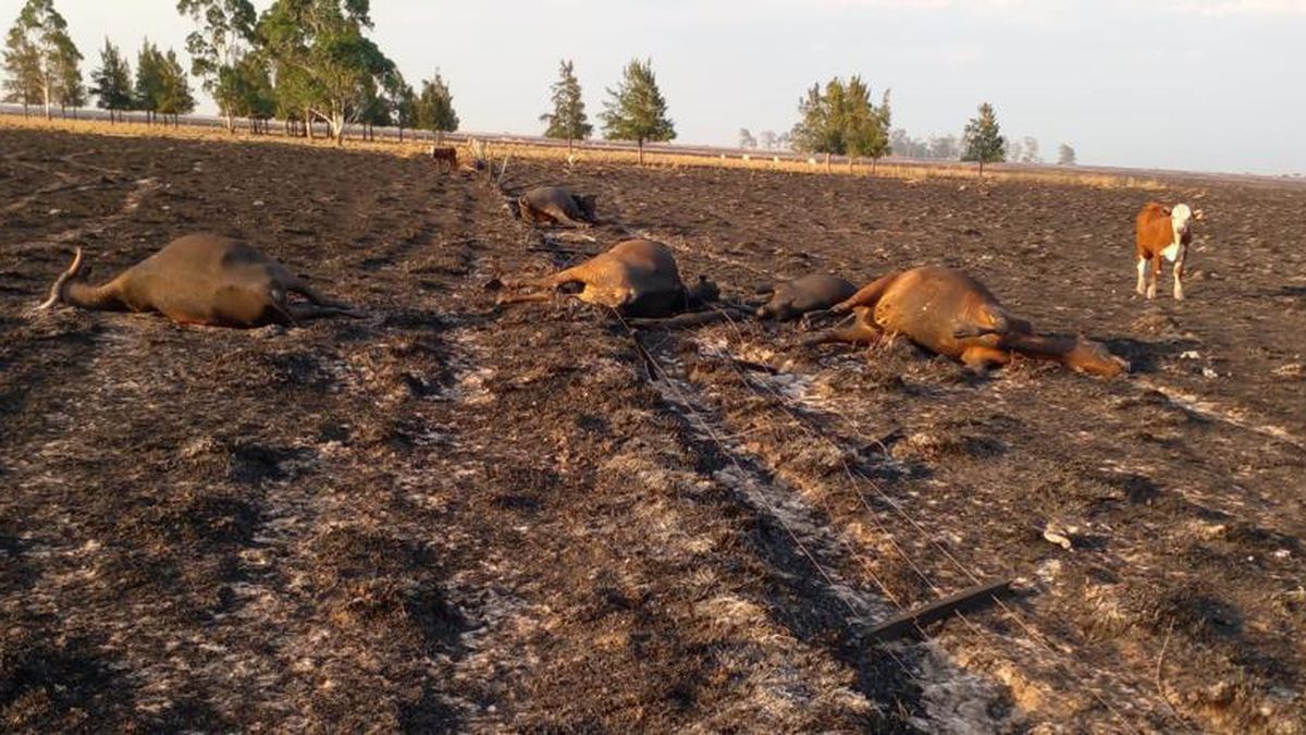 Una de las imágenes más tristes que dejó la catástrofe que vivió Corrientes. Los productores agropecuarios buscan recuperarse.