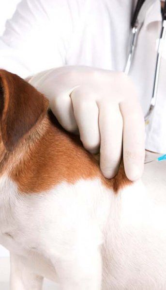 Rusia lanzará una vacuna contra el Covid-19 para animales