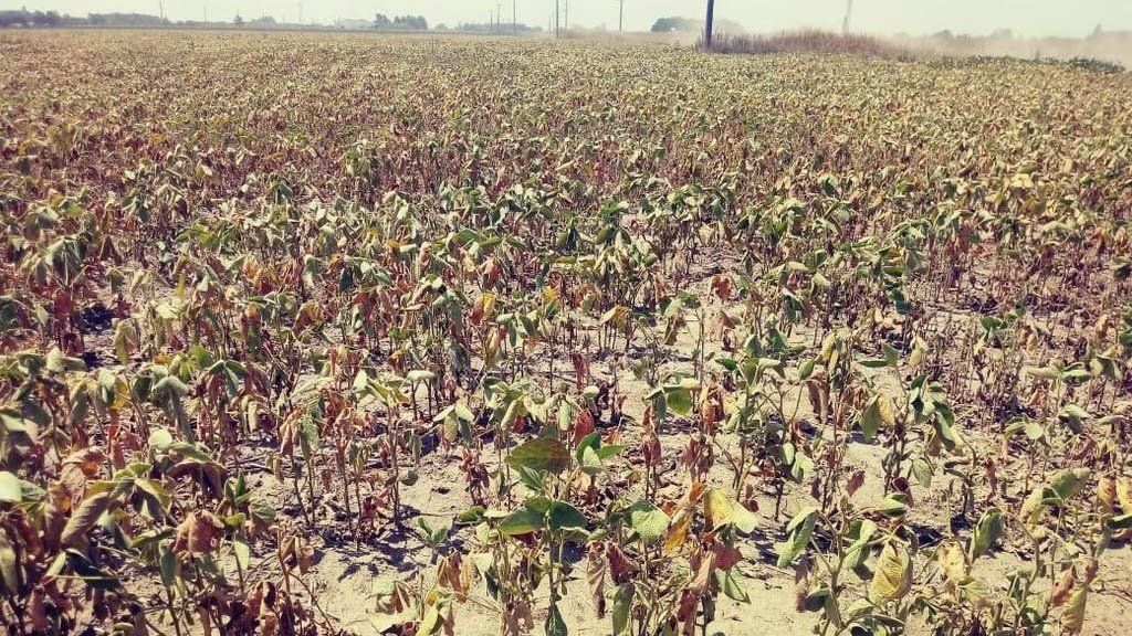 Piden Declarar La Emergencia Agropecuaria En Misiones Y Zonas De