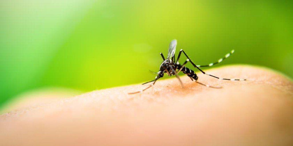 Murió una mujer por dengue y es el segundo caso en lo que va del año en la Argentina