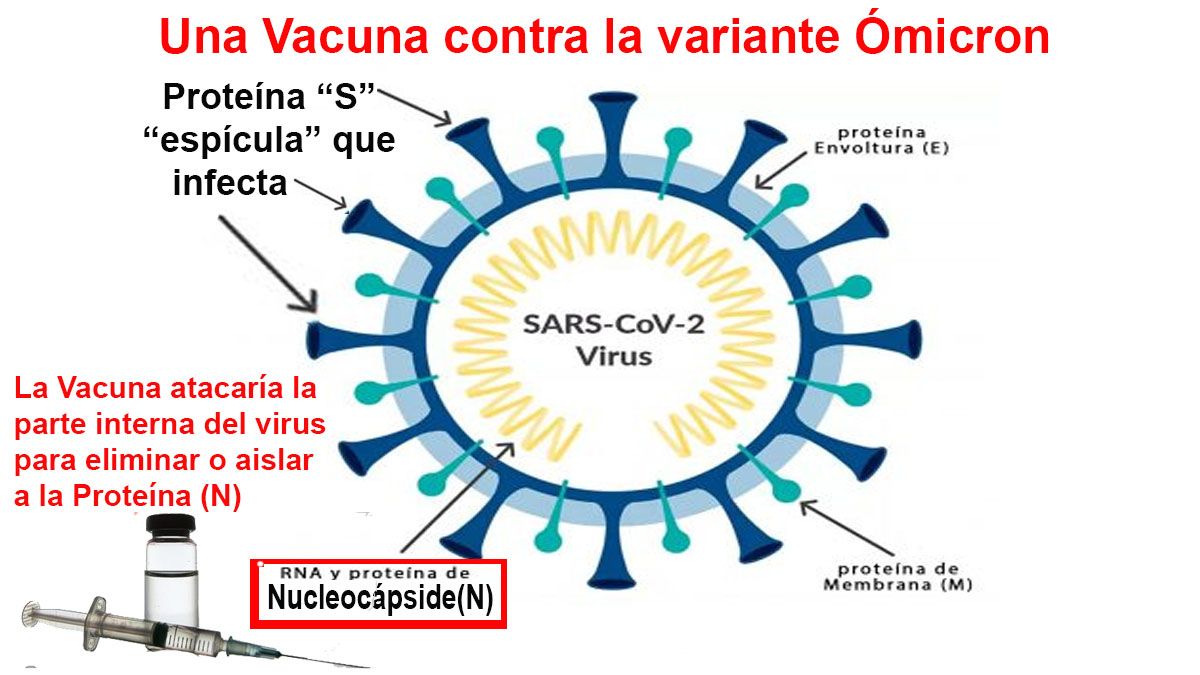 Cómo es la estructura de la variante ómicron y una posible vacuna (Foto: OMS)
