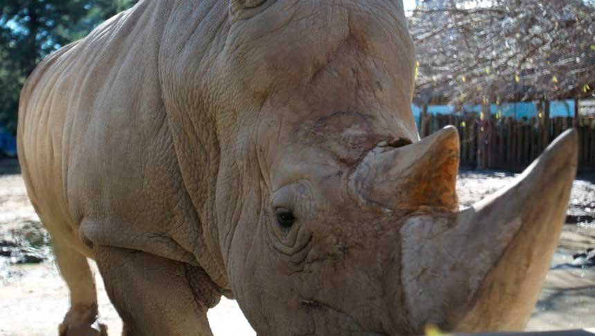 El Eco parque que no fue: muerte y abandono de animales en el ex Zoo porteño